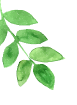 Leaf Decoration Left